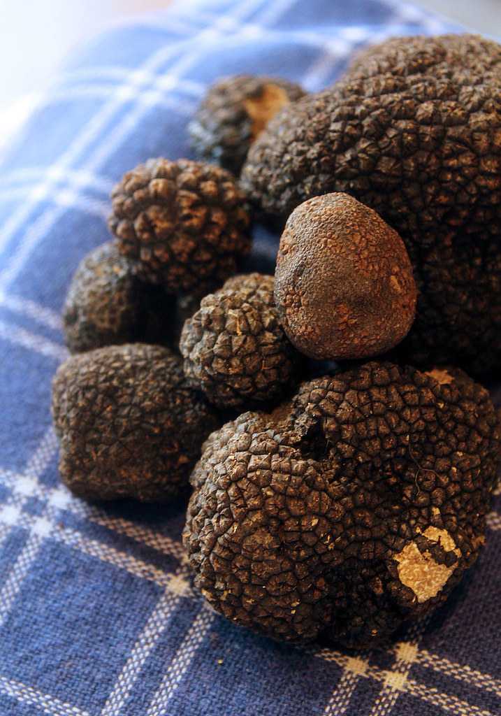 what is a black truffle