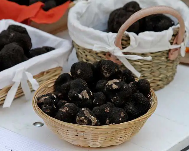 where do black truffles come from