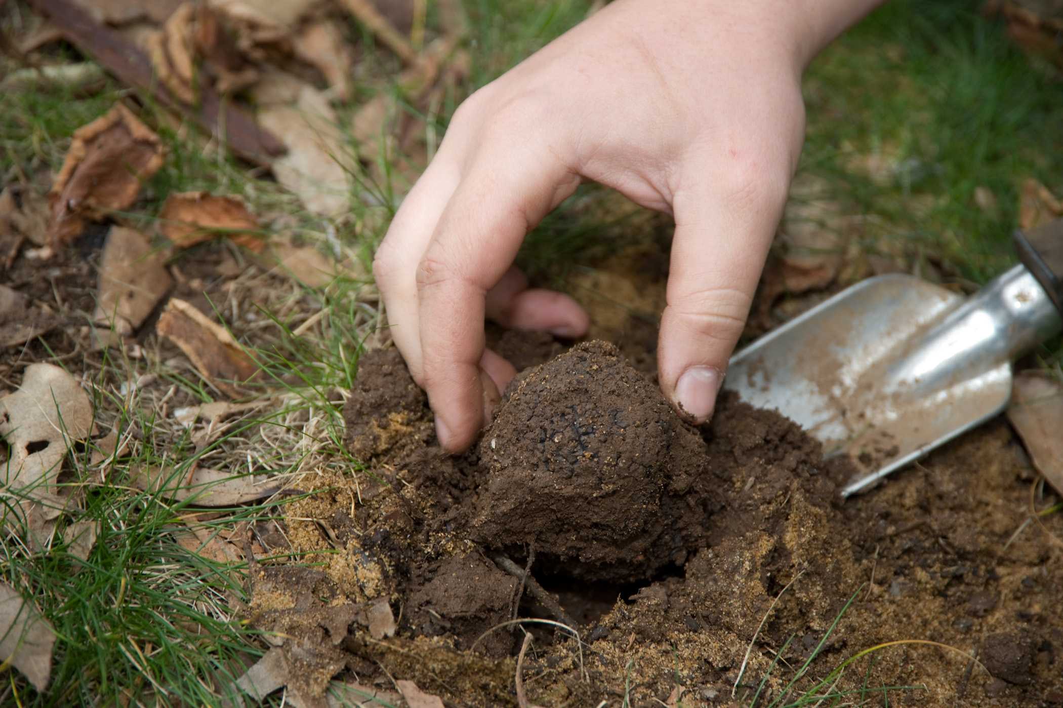 is a truffle a mushroom