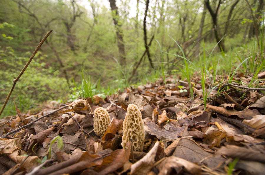 what is a truffle hog