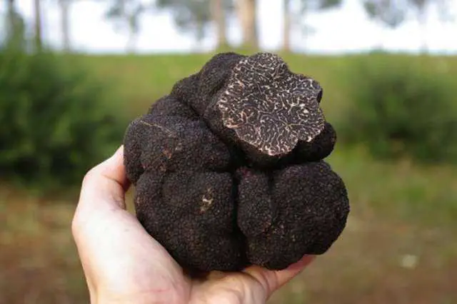 what is a wild truffle