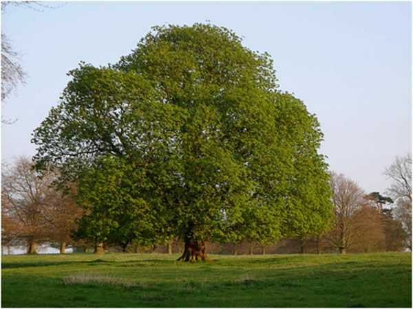 truffier arbre - ou acheter des chênes truffiers