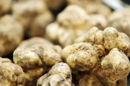 what is a fresh truffle