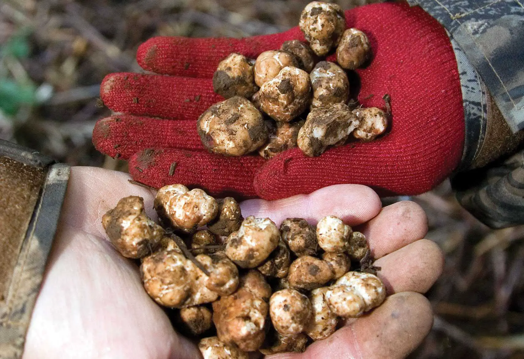 where do truffles come from